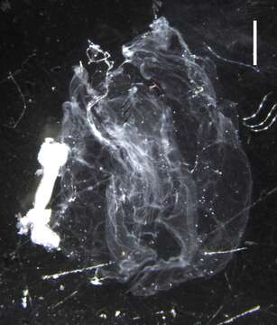 Image of cnidarians