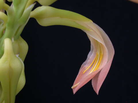 Image of Monocots