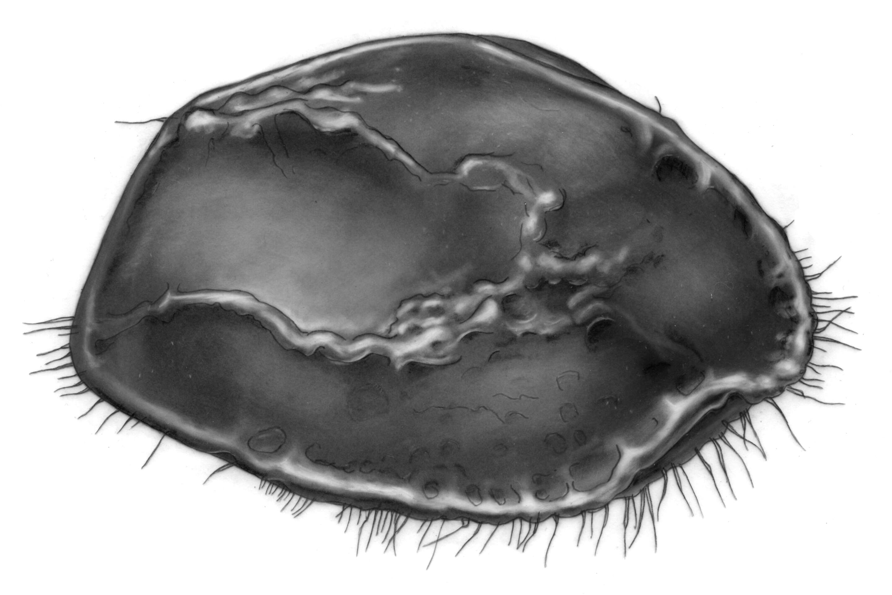 Image of Sarsielloidea Brady & Norman 1896