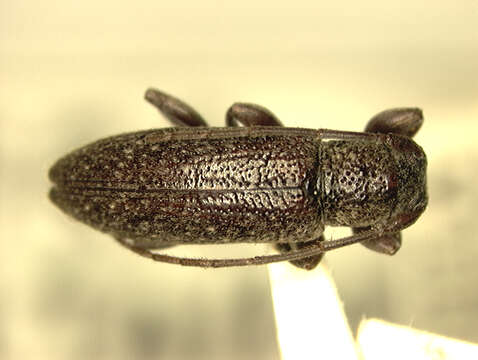Image of Mycerinopsis