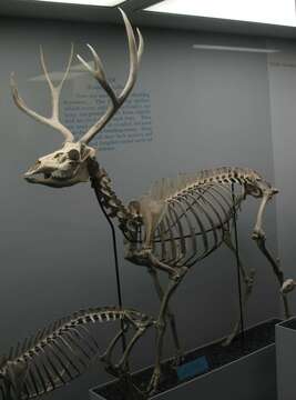 Image of mule deer and white-tailed deer