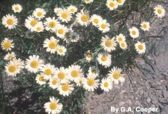 Leucanthemum vulgare (rights holder: )