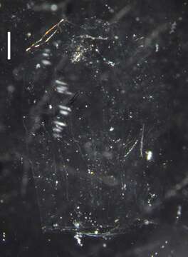Image of hydrozoans