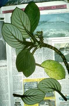 Image of cyrtandra