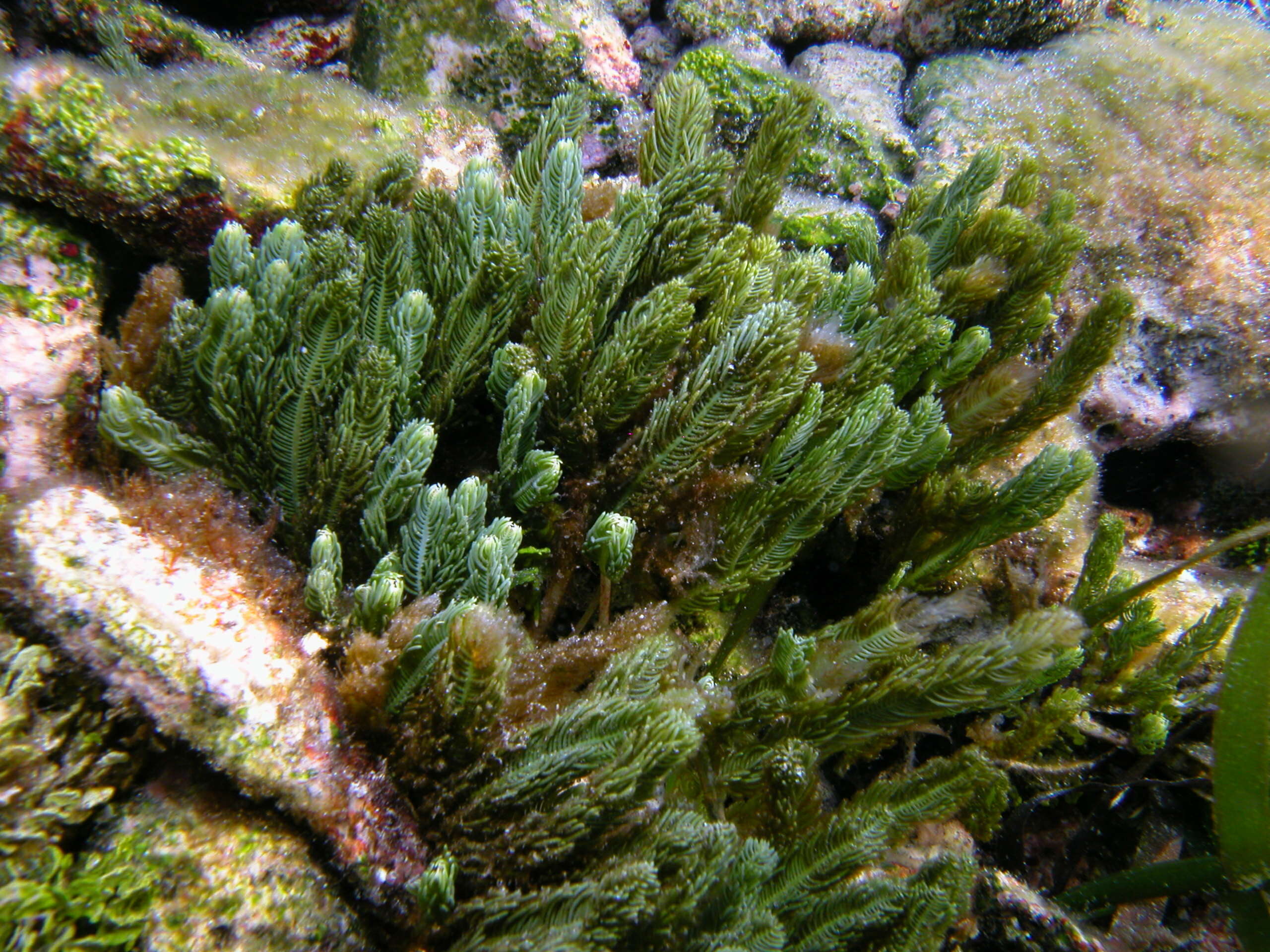 Image of chlorophytes