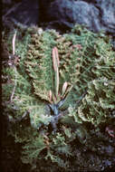 Image of river weeds