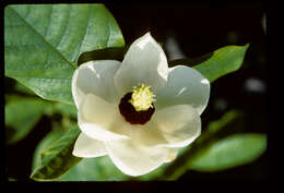 Image of Magnoliids
