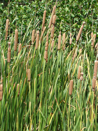 Image of cattail family