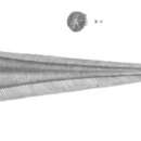 Image of <i>Kuronezumia macronema</i> (Smith & Radcliffe 1912)