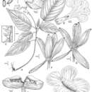Image of Cremersia platula Feuillet & L. E. Skog