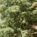 Image of Prince Albert's Yew