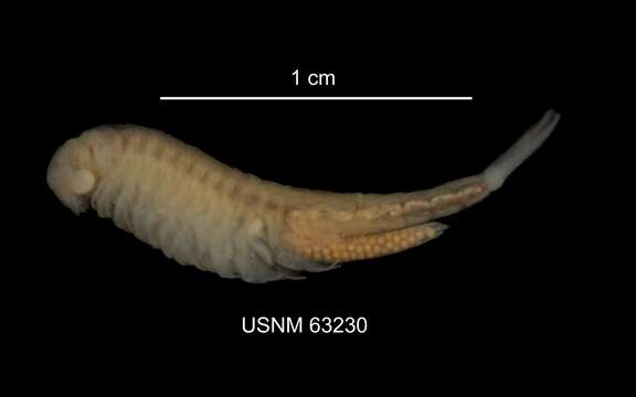 Image of branchiopods