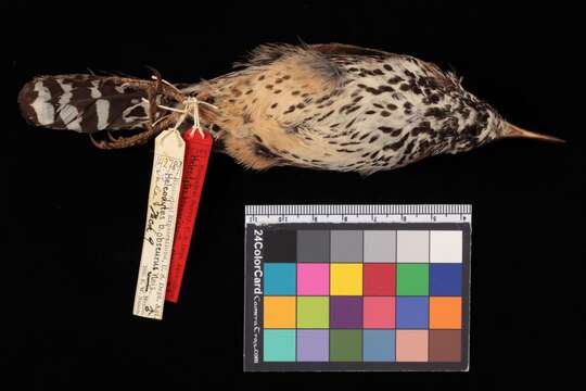 Image of Cactus Wren