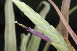 Image of Tillandsia streptophylla Scheidw.
