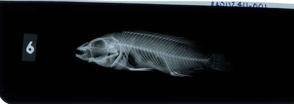 Image of Melanochromis