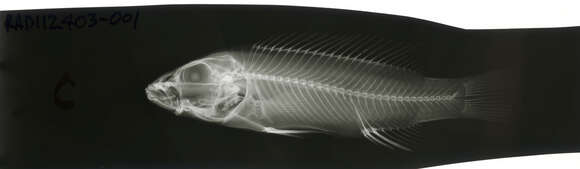 Image of Melanochromis