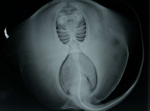 Image of Hypanus