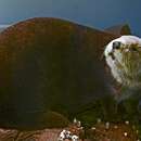 Image of California Sea Otter
