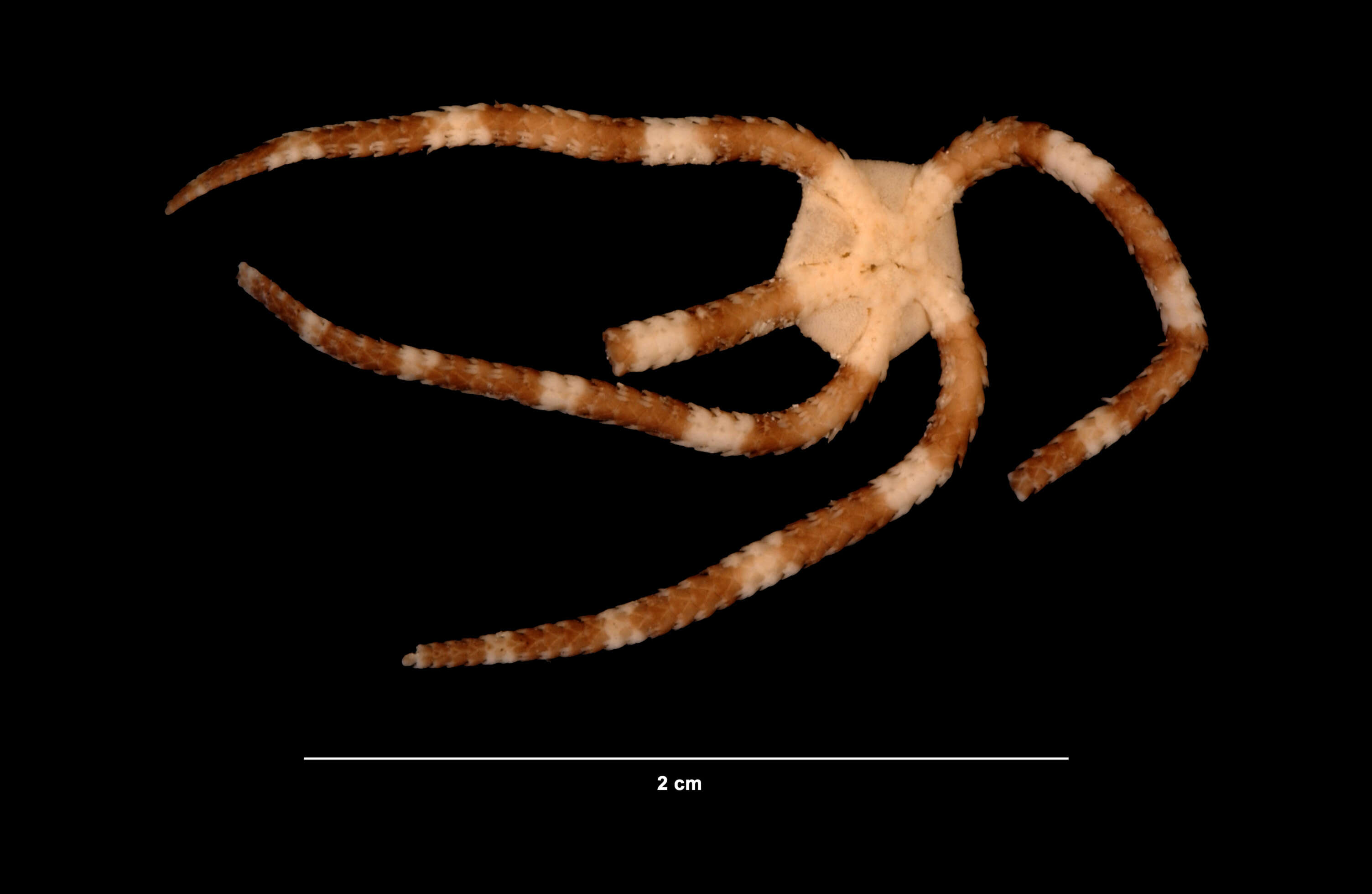 Image of Ophiodermatoidea Ljungman 1867