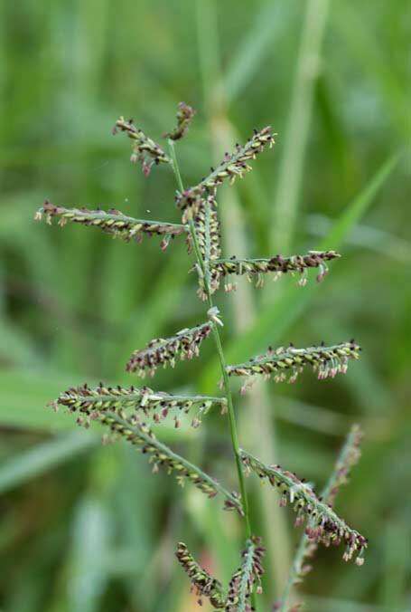 Image of signalgrass