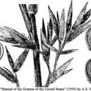 Image of Broom Rosette Grass