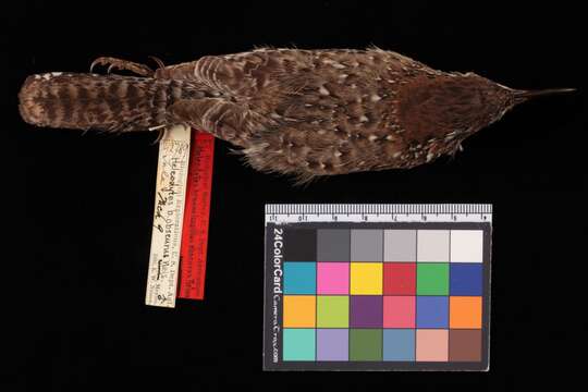 Image of Cactus Wren