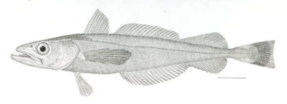Image of Merluccius