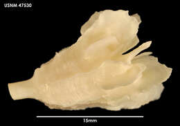 Image of Flabellidae