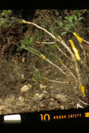 Image of yellowroot