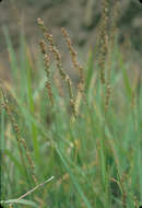 Image of grasses