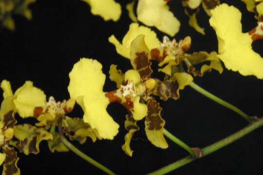Image of Monocots
