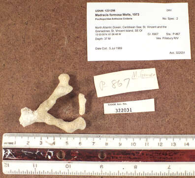 Image of Pocilloporidae Gray 1840