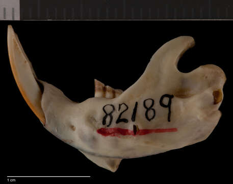 Image of Buller's pocket gopher