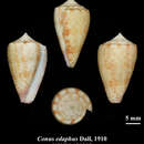 Image of Conus edaphus Dall 1910