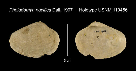 Image of unclassified Bivalvia