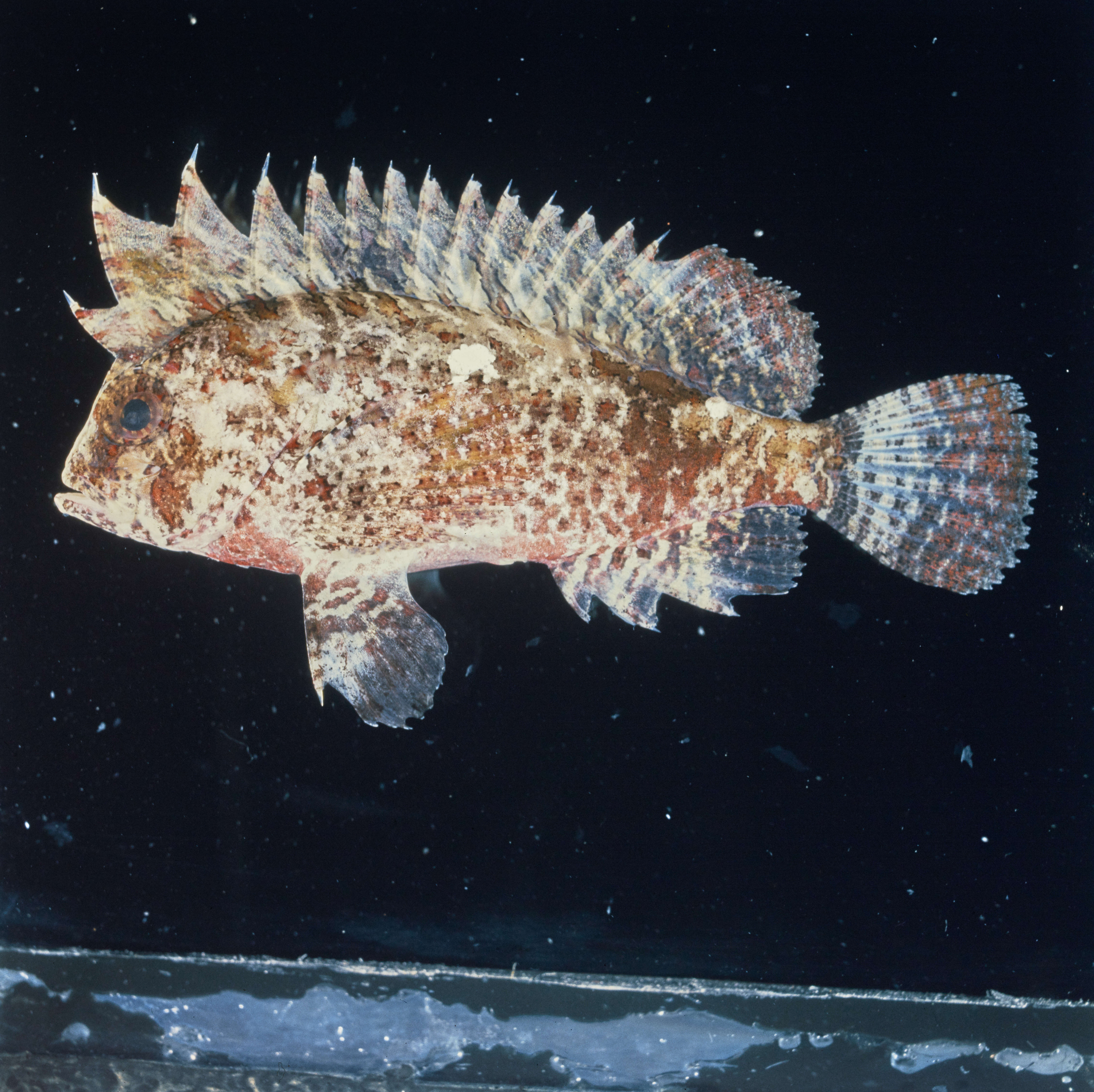Image of Scorpaeniformes