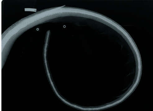 Image of Hypanus