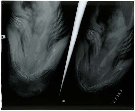 Image of Hexanchus