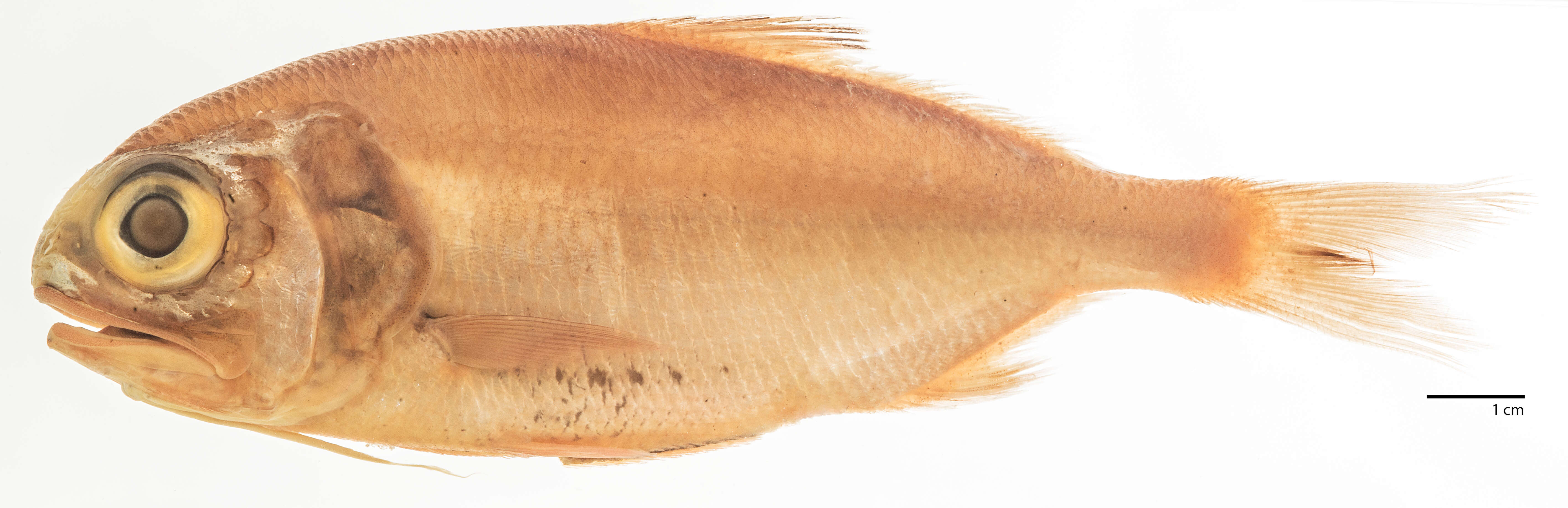 Image of Polymixiiformes