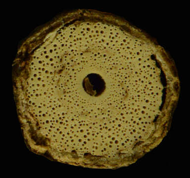 Image of Magnoliopsida