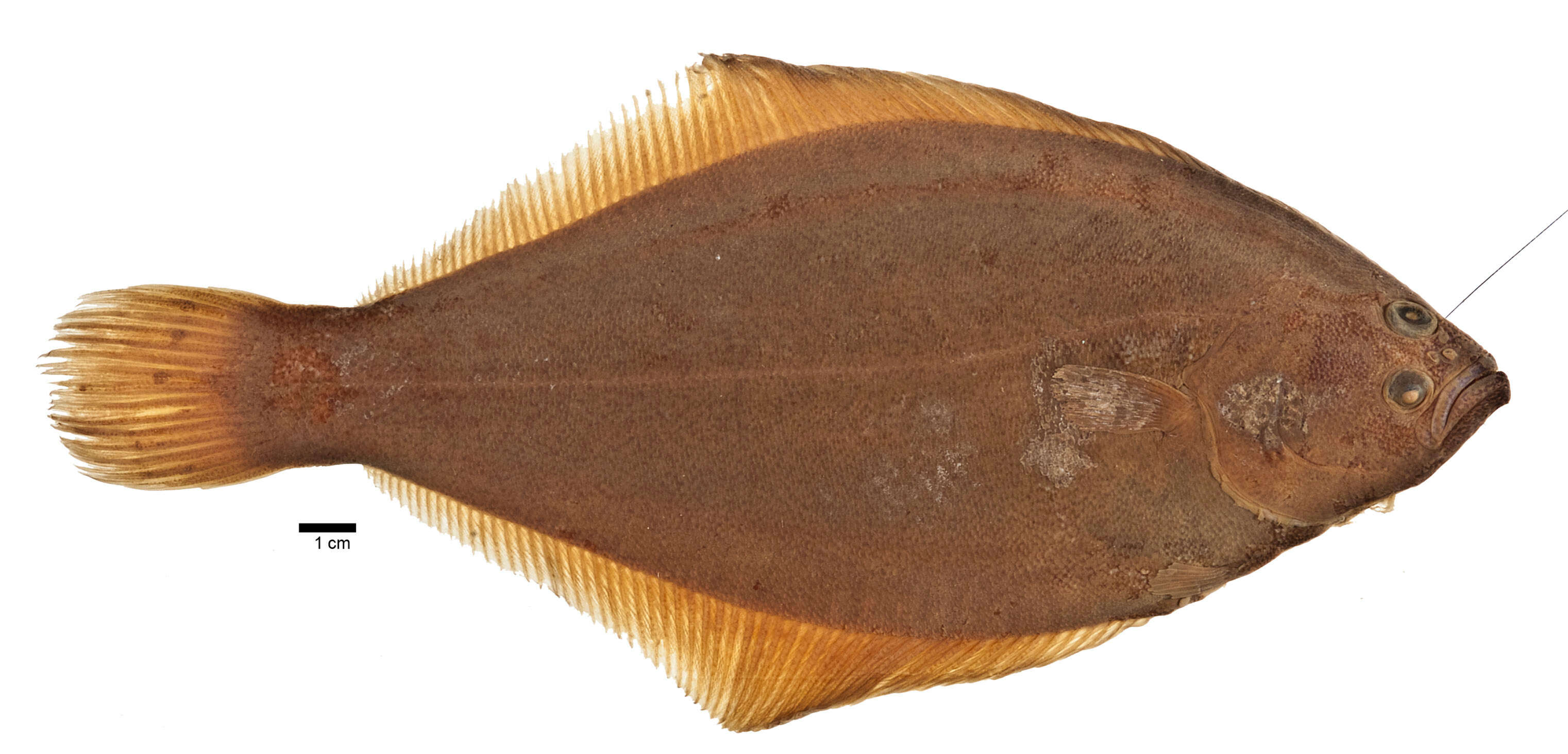 Image of righteye flounders
