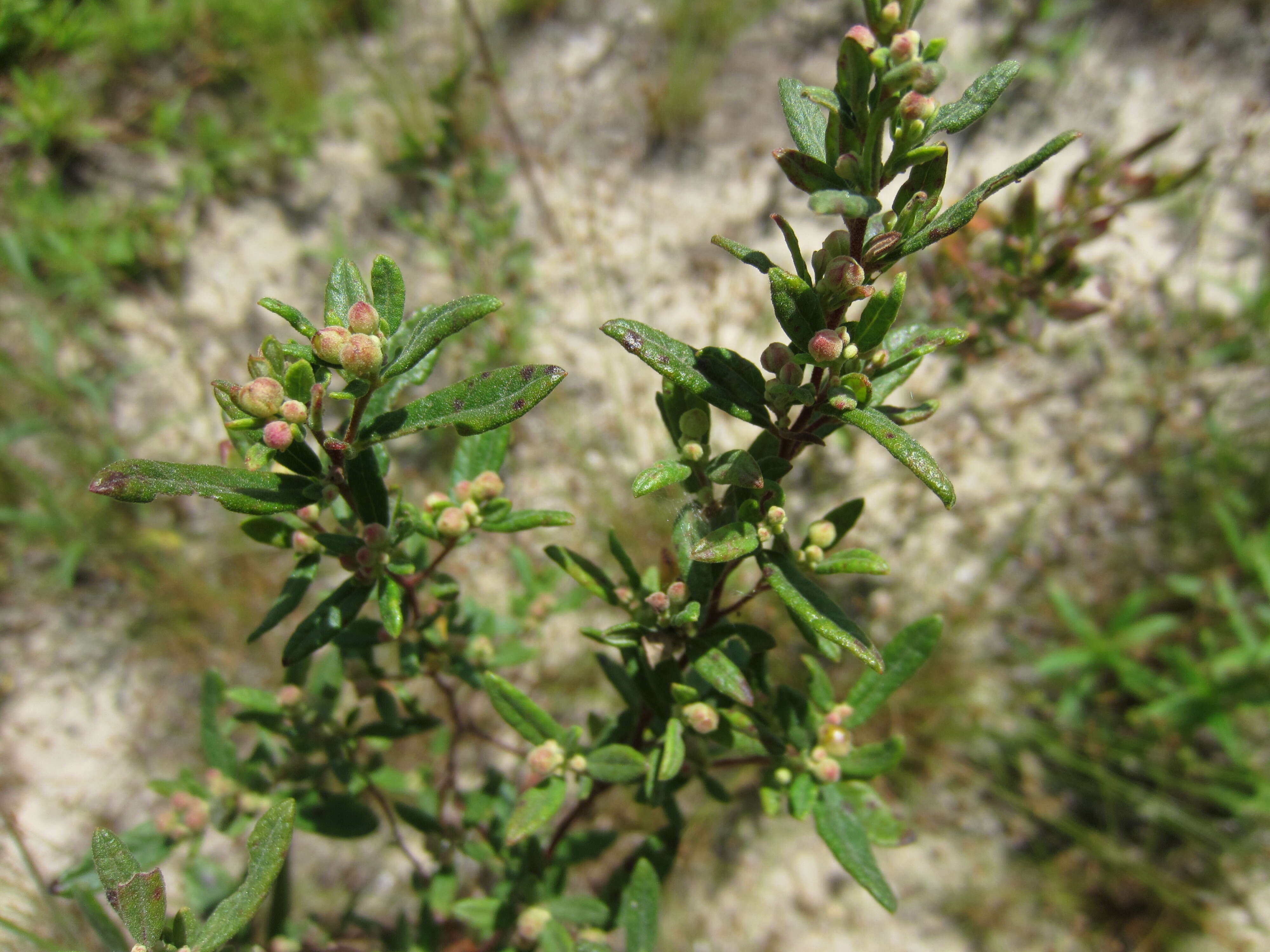 Image of rock rose family