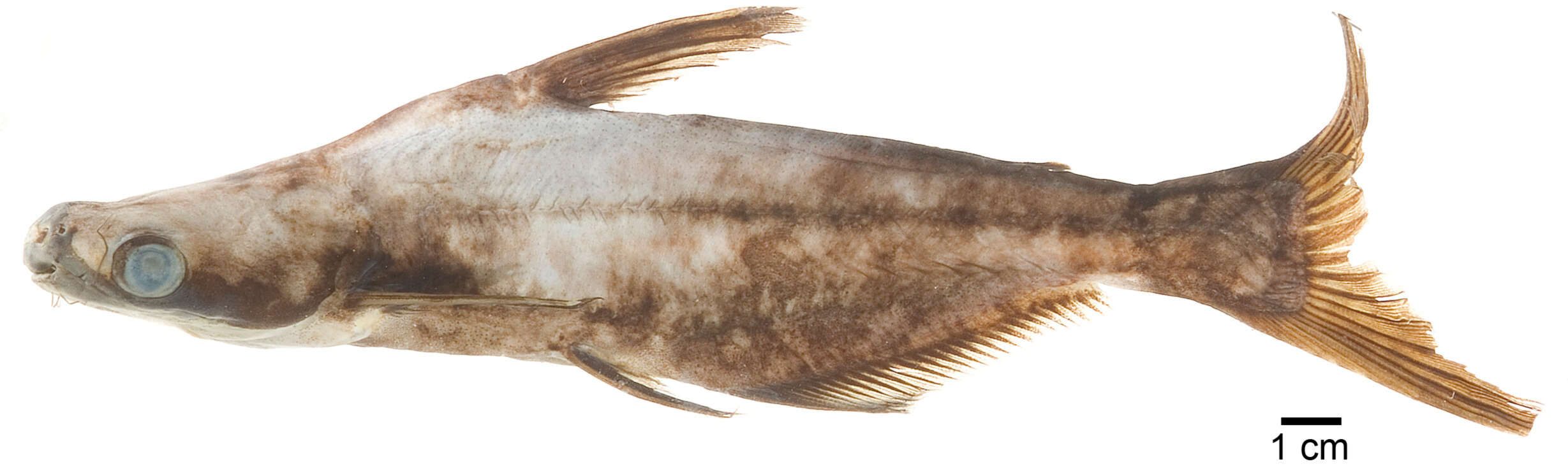 Image of catfishes