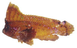 Image of wasp fishes