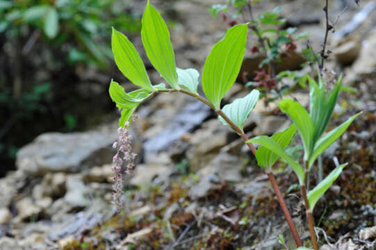 Image of Maianthemum