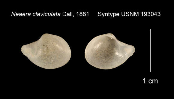 Image de Halonymphidae Scarlato & Starobogatov 1983