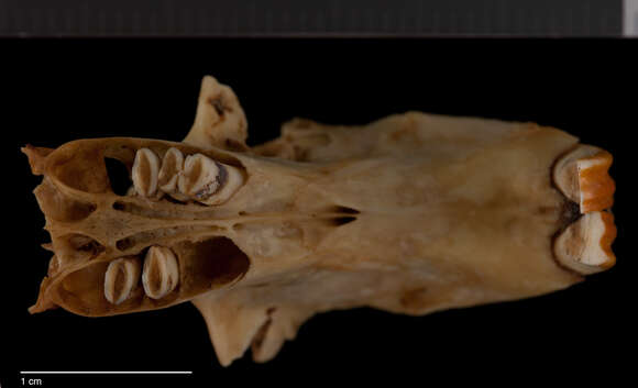 Image of therapsid