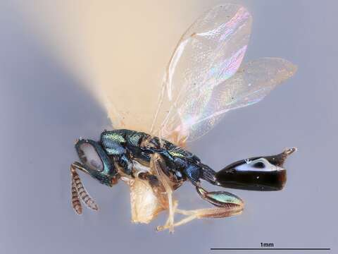 Image of Syntomopus