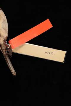 Image of New World sparrows