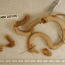 Image of Western Forest File Snake
